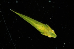 Spindly Clingfish photo 3