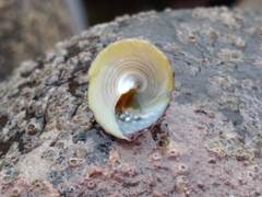 Coelotrochus viridis