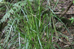 Carex uncinata