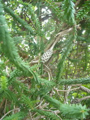 Melaleuca diosmifolia