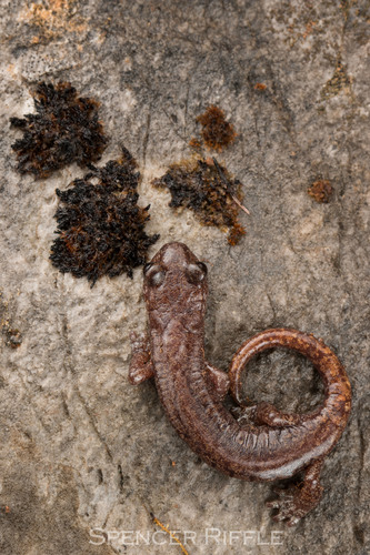 Samwel Shasta Salamander