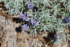 Lupinus breweri