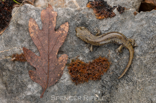 Samwel Shasta Salamander