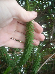 Melaleuca diosmifolia