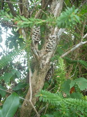 Melaleuca diosmifolia