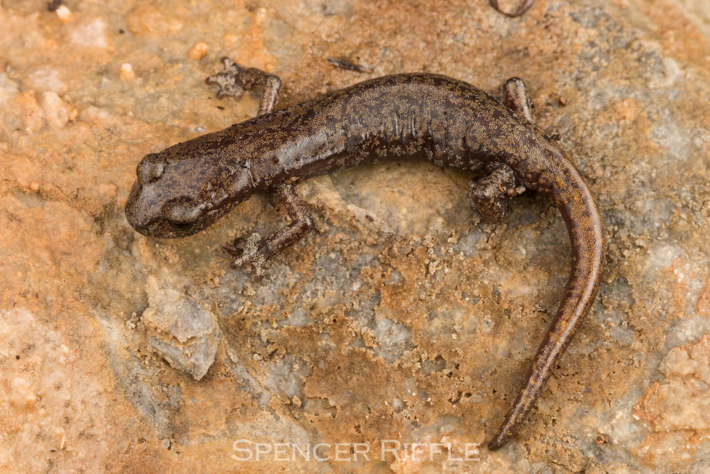 Samwel Shasta Salamander