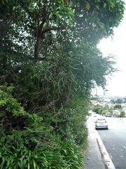 Melaleuca diosmifolia