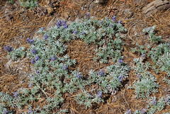 Lupinus breweri