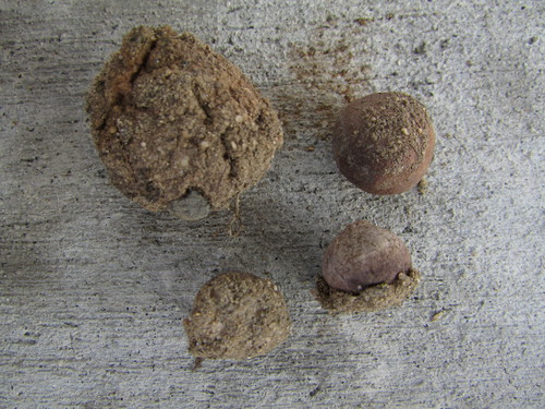 Disciseda candida