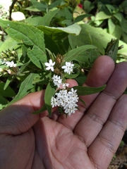 Stevia monardifolia