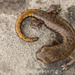 Salamandra de Shasta - Photo (c) spencer_riffle, algunos derechos reservados (CC BY-NC), subido por spencer_riffle