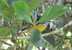 Coereba flaveola mexicana