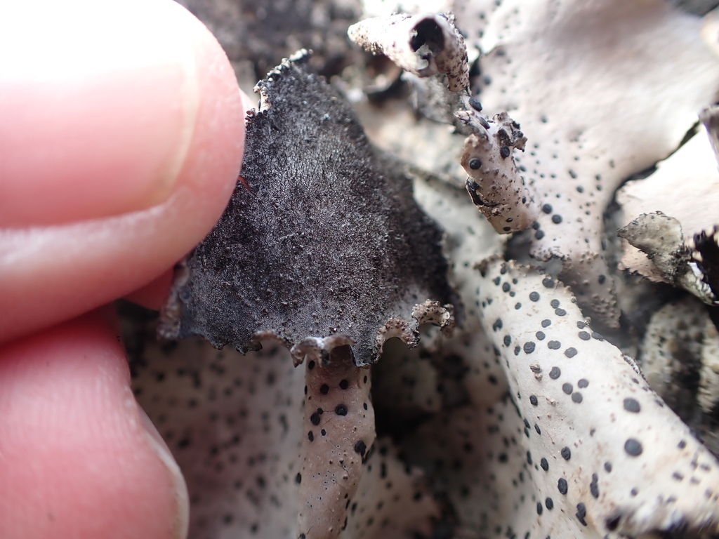 Umbilicaria spodochroa