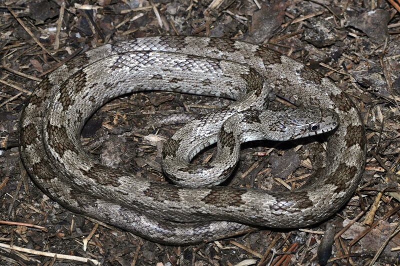 Gray Ratsnake (The Snakes of Ontario) · iNaturalist