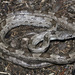 Gray Ratsnake - Photo (c) Diana-Terry Hibbitts, some rights reserved (CC BY-NC), uploaded by Diana-Terry Hibbitts
