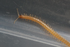 Himantariidae