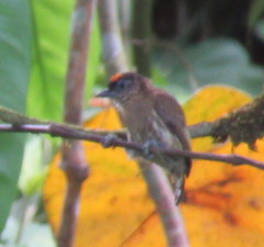 Picumnus olivaceus