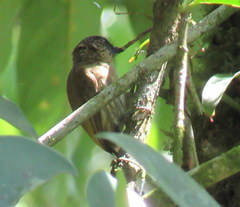 Picumnus olivaceus