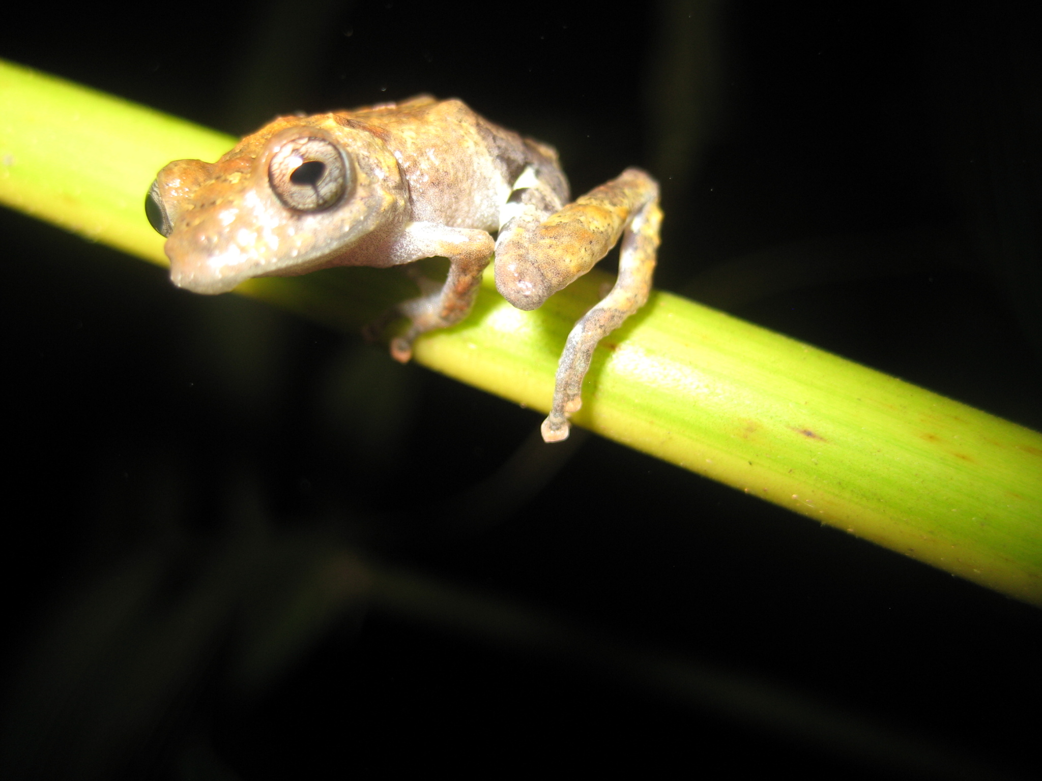 Pristimantis pardalis (Barbour, 1928)