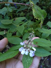 Salvia plurispicata