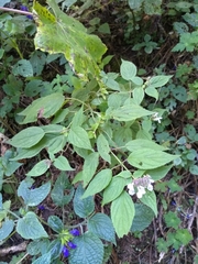 Salvia plurispicata