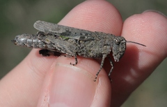 Chimarocephala pacifica