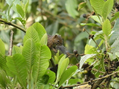 Sciurus pucheranii