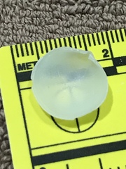 Divalinga quadrisulcata