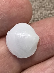 Divalinga quadrisulcata