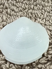 Divalinga quadrisulcata