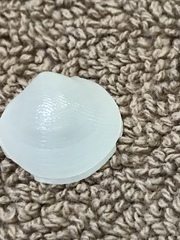 Divalinga quadrisulcata