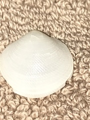 Divalinga quadrisulcata