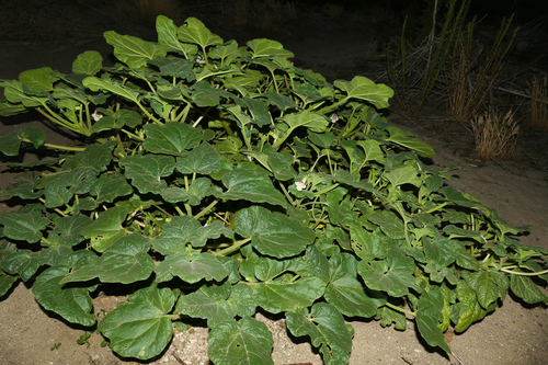 Doubleclaw (Proboscidea parviflora)