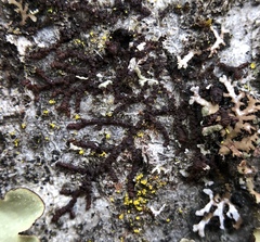 Frullania bolanderi