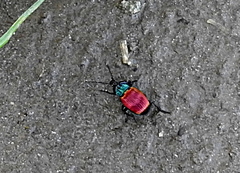 Brachygnathus festivus