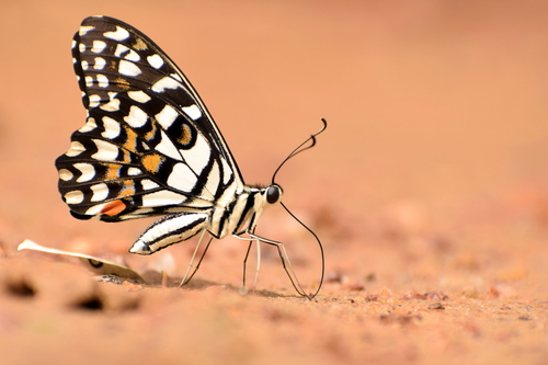 Lime Swallowtail, photo 2 of 9