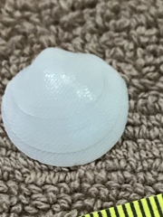 Divalinga quadrisulcata