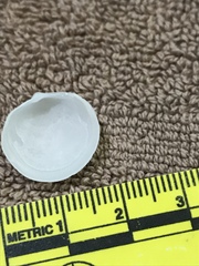 Divalinga quadrisulcata