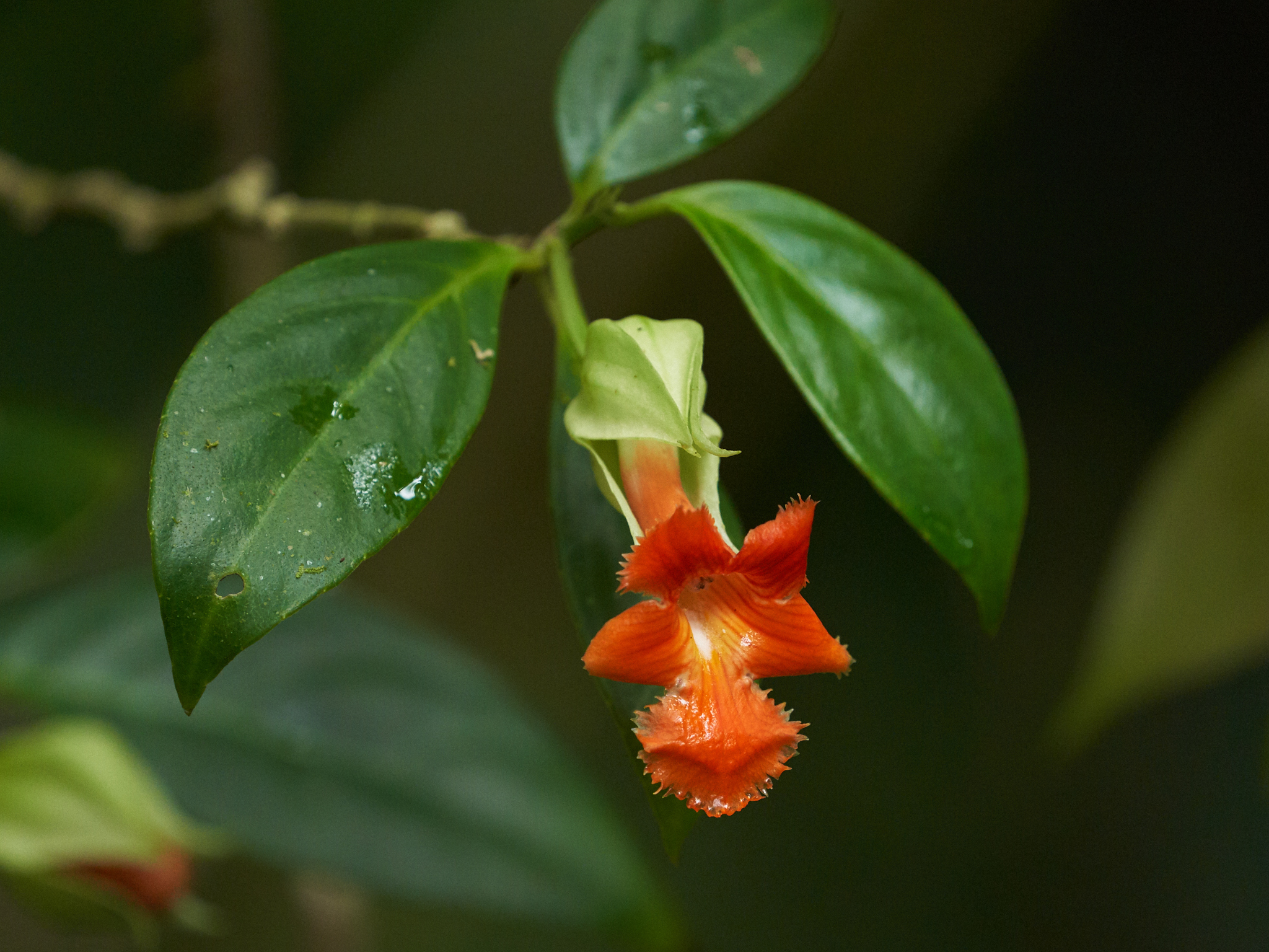 Drymonia rubra