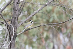 Falcunculus frontatus