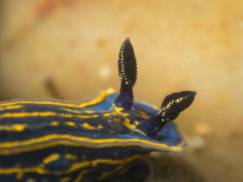 Cantabrian Nudibranch