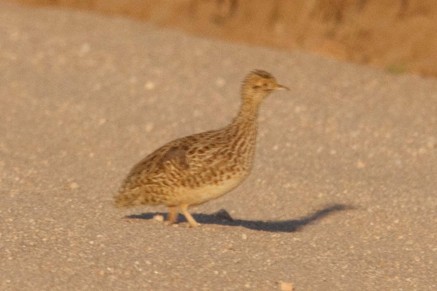 Darwin's Nothura (Nothura darwinii), photo 7