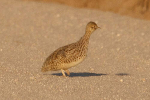 Darwin's Nothura (Nothura darwinii), photo 10