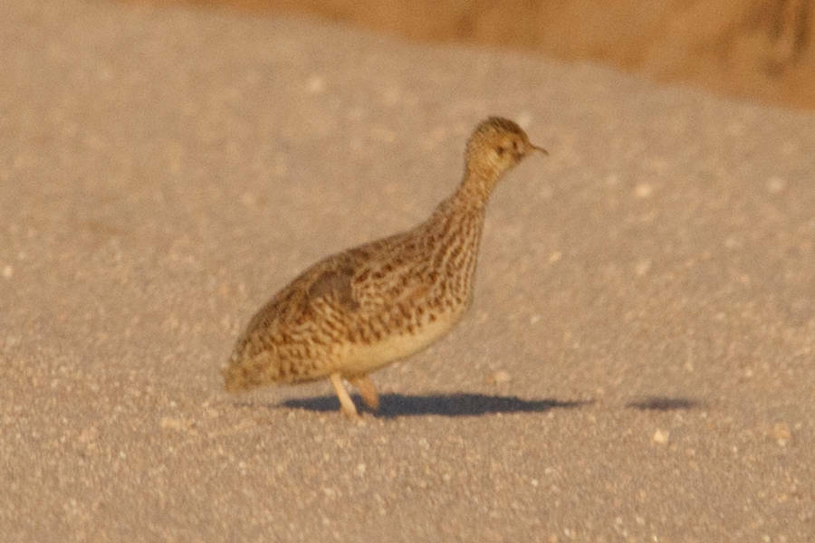 Darwin's Nothura (Nothura darwinii), photo 6