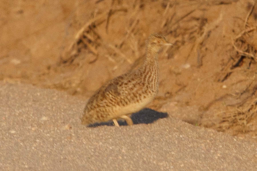 Darwin's Nothura (Nothura darwinii), photo 5