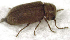 Xyletobius watti