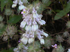Collinsia tinctoria