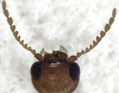 Xyletobius watti