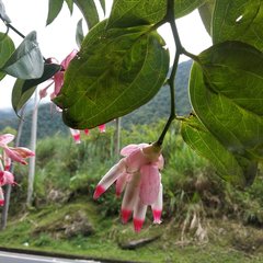 Cavendishia tarapotana