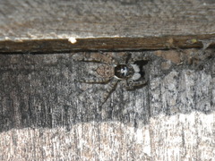 Menemerus semilimbatus